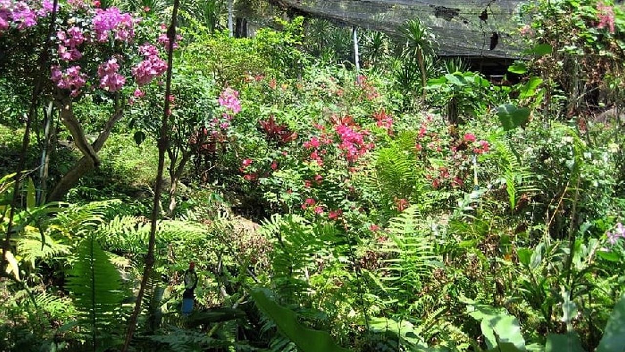 Butterfly Garden